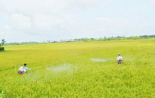 Việt Nam dẫn đầu thế giới về số ca ung thư tăng nhanh do hóa chất và dư lượng thuốc BVTV tồn chứa trong nông sản.