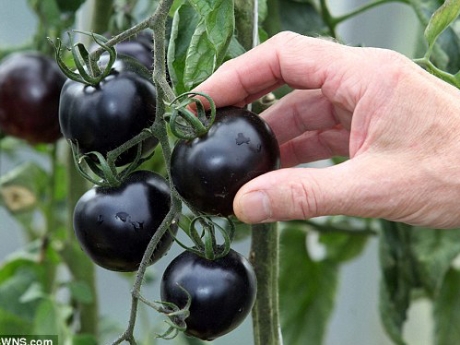 Cà chua đen là loại quả chứa nhiều chất chống ung thư đã xuất hiện.
